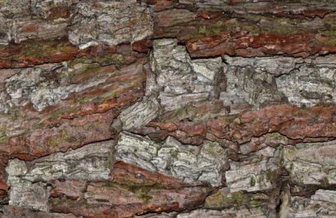 Bark Texture Stock Photos
