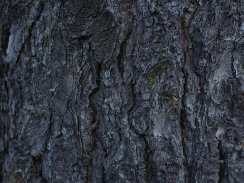 Bark Texture Stock Photos