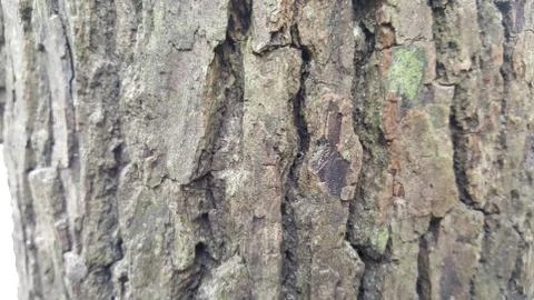 Bark Texture Stock Photos