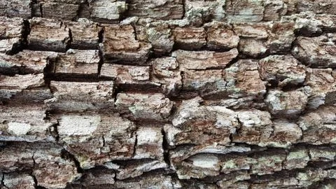 Bark Texture Foto stock