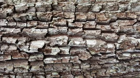 Bark Texture Stock Photos