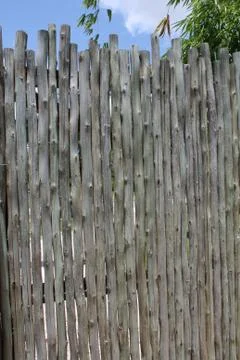 Bark Texture 写真素材