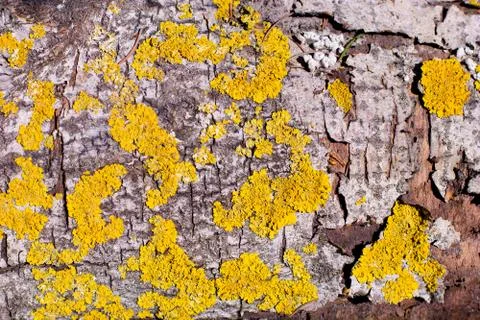 Bark texture Foto stock