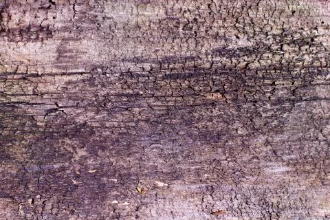 Bark texture Stock Photos