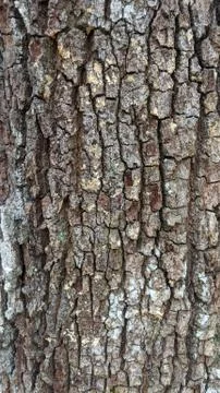 Bark Texture Stock Photos