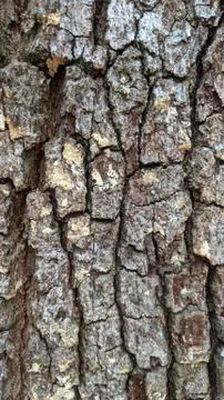 Bark Texture Stock Photos