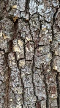 Bark Texture Stock Photos