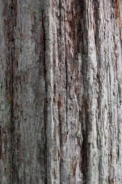 Bark Texture Stock Photos