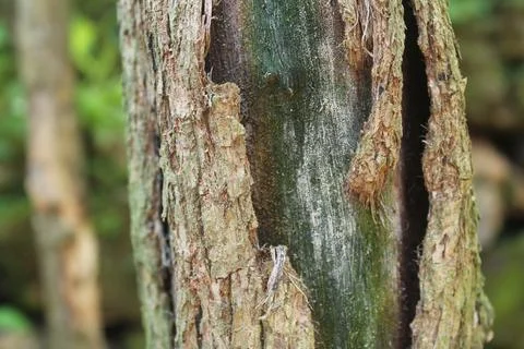 Bark texture Stock Photos