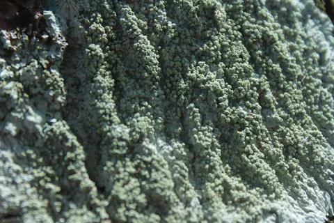 Bark texture Stock Photos