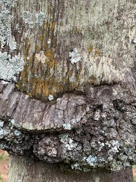 Bark Texture Stock Photos