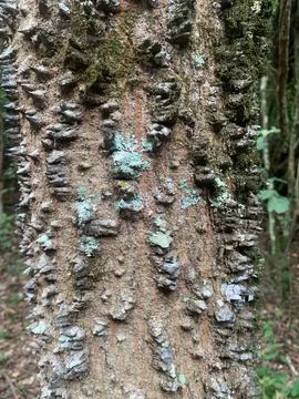 Bark texture Stock Photos