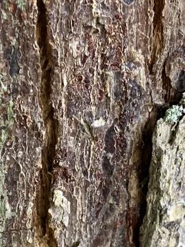 Bark texture Stock Photos