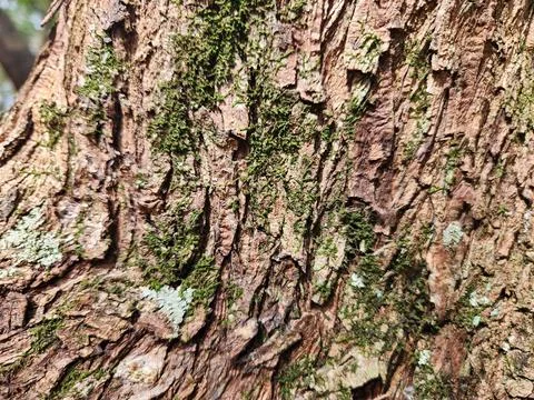 Bark Texture Stock Photos