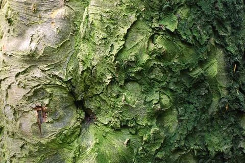 Bark texture Stock Photos