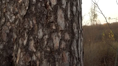 The bark texture of the pine tree trunk in close-up. Stock Footage 118714163