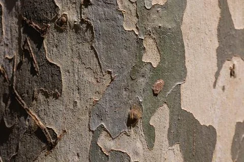 Bark texture. Plane tree bark texture background Stock Photos