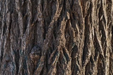 Bark texture of a Siberian Elm tree Stock Photos
