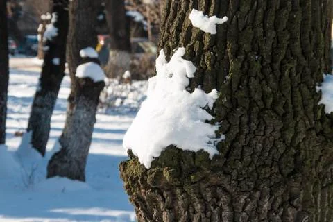 Bark texture with snow Stock Photos