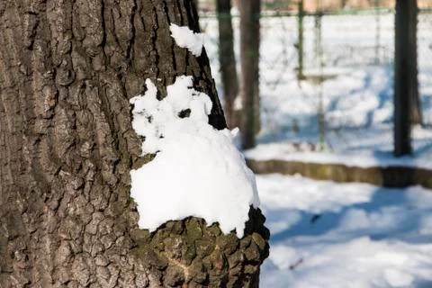 Bark texture with snow Stock Photos