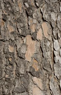 Bark texture of the stone pine Stock Photos