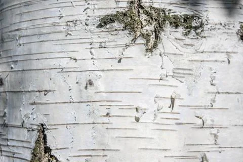 Bark texture tree background Stock Photos