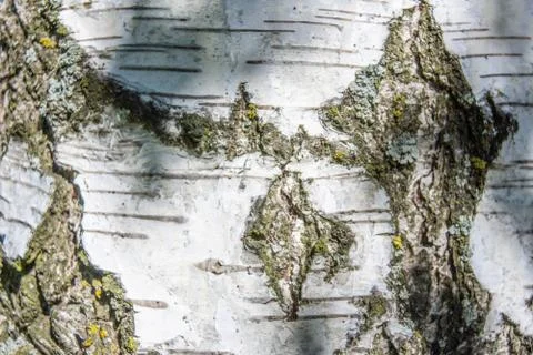 Bark texture tree background Stock Photos