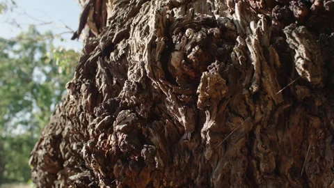 Bark Texture on Tree Trunk, Native Bush, South Australia Stock Footage 235981213