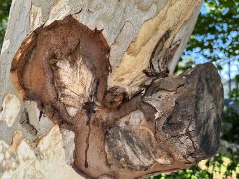 Bark texture on tree trunk Stock Photos