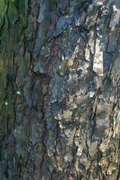 Bark texture. The tree trunk on the side of the road. Background Stock Photos