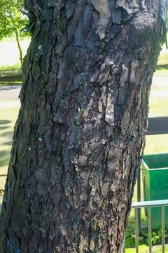 Bark texture. The tree trunk on the side of the road. Background Stock Photos