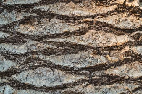 Bark texture of a tropical palm tree Stock Photos