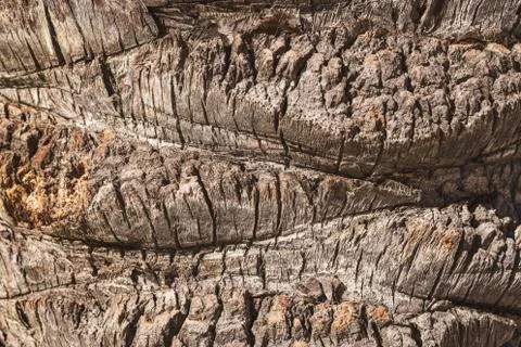 Bark texture of a tropical palm tree Stock Photos