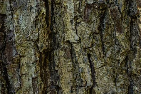 Bark texture for a unique background Stock Photos