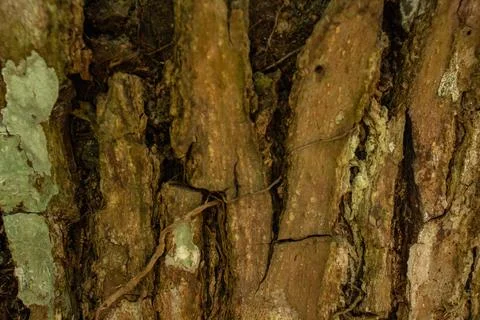 Bark texture for a unique background Stock Photos