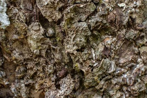 Bark texture for a unique background Stock Photos