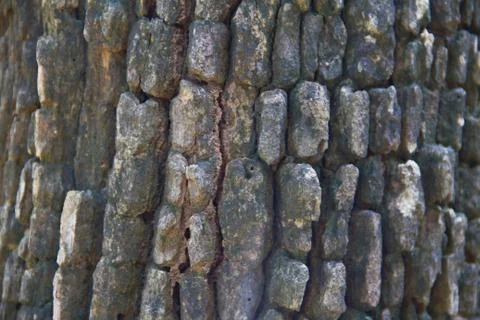 Bark textured background Stock Photos