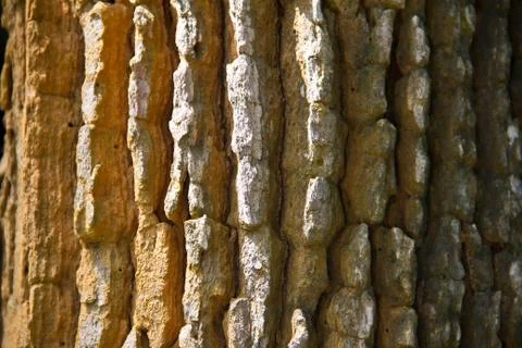Bark textured background Stock Photos