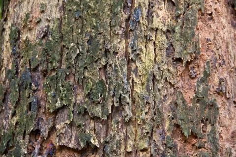 Bark textured background Stock Photos