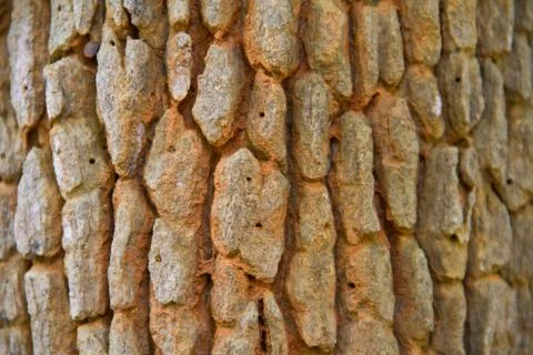 Bark textured background Фото