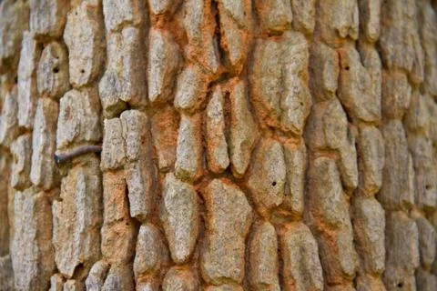 Bark textured background Stock Photos