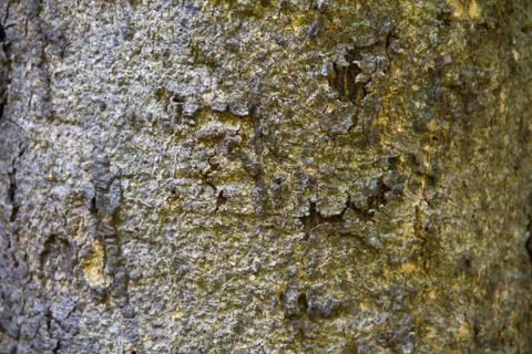 Bark textured background Stock Photos