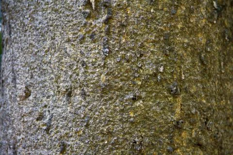 Bark textured background Stock Photos