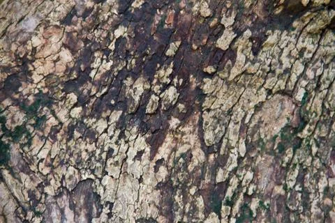 Bark textured background Stock Photos