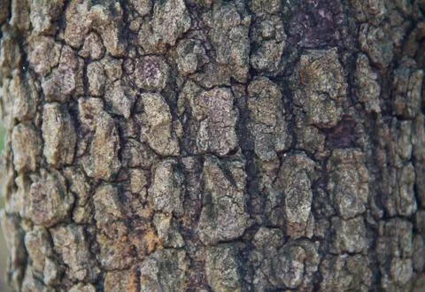 Bark textured background Foto stock