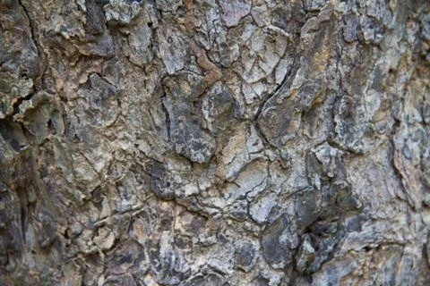 Bark textured background Stock Photos