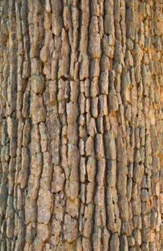 Bark textured background Stock Photos