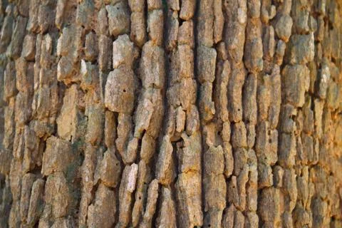 Bark textured background Stock Photos