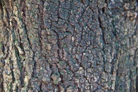 Bark textured background Фото