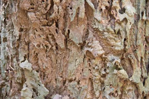 Bark textured background Stock Photos